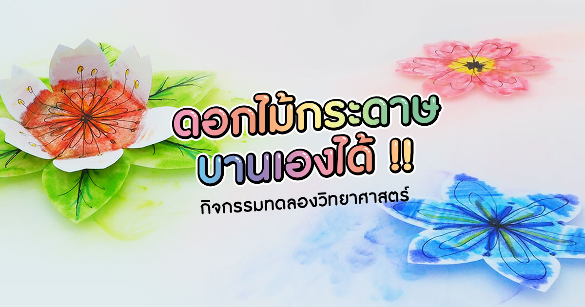 วิทยาศาสตร์แสนสนุก ดอกไม้กระดาษบานในน้ำ